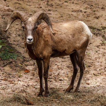 Pecuarista Americano preso por tráfico de animais diz que era um projeto para criar “ovelhas gigantes híbridas”