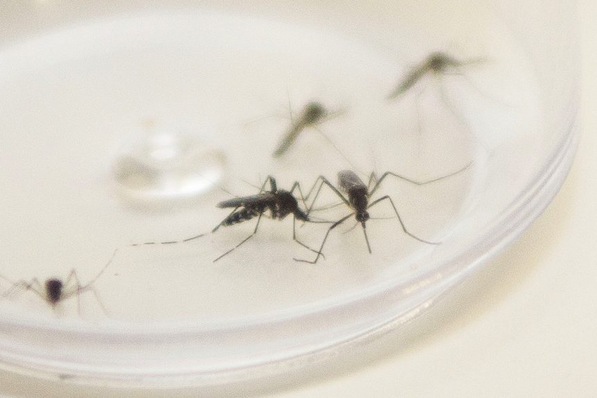 dengue