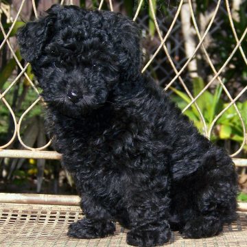 Advogados de elite em Nova Iorque travam dura batalha pela custódia de uma mini-poodle