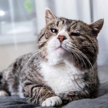 Cansados da política tradicional? Cidade elege gato como prefeito