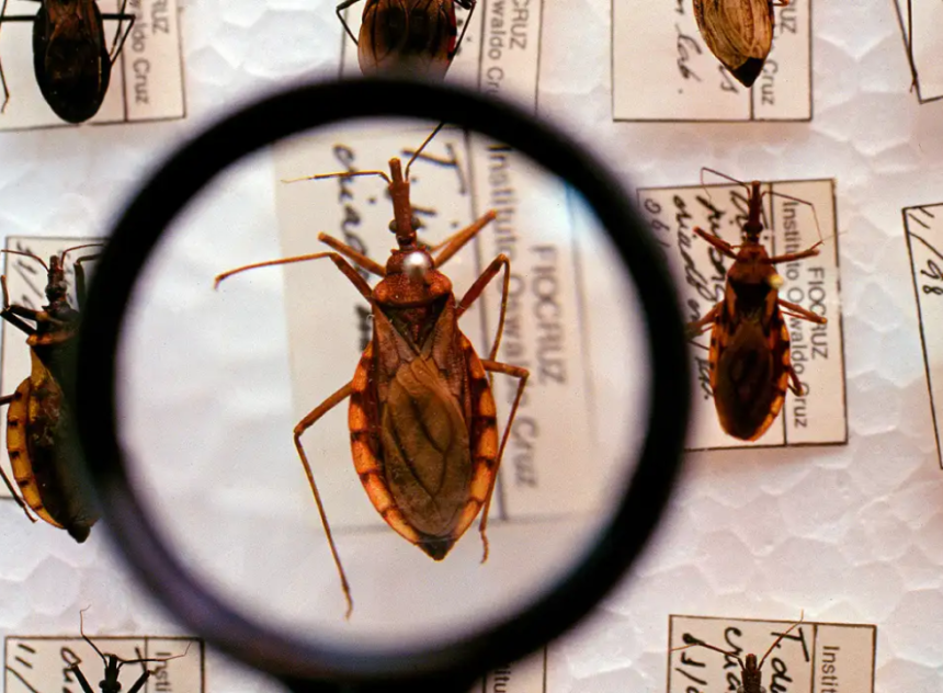 doença de chagas