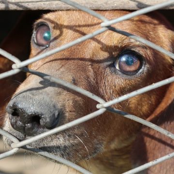 Empresário que “mantinha cachorros na pele e osso” tem prisão preventiva decretada