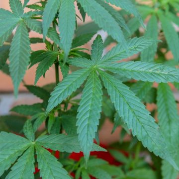 Flagrantes de uso e consumo de drogas crescem 50% no PR, com mais de 13 mil registros em 2023