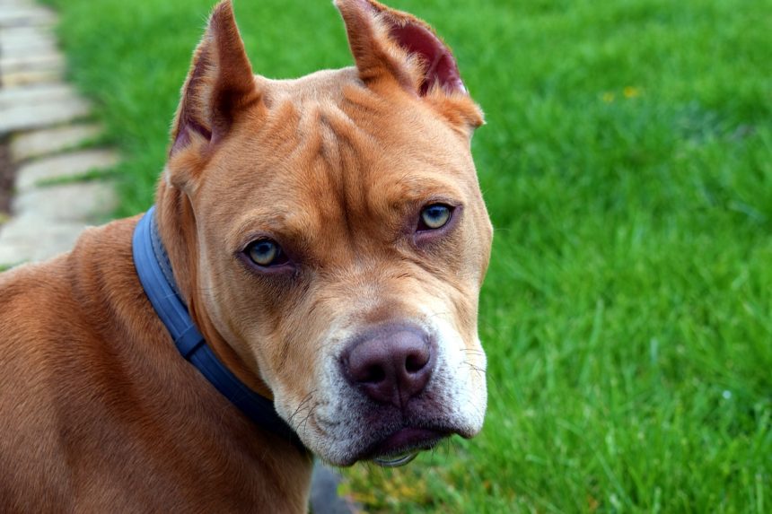 Ataques de pit bull preocupam moradores de cidade paranaense