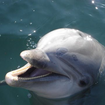 Golfinho encontrado em canal na Flórida estava infectado com gripe aviária
