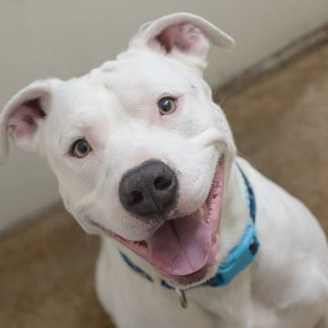 Idosa é atacada por pitbull de estimação em Sarandi; é o segundo caso na cidade em 4 dias